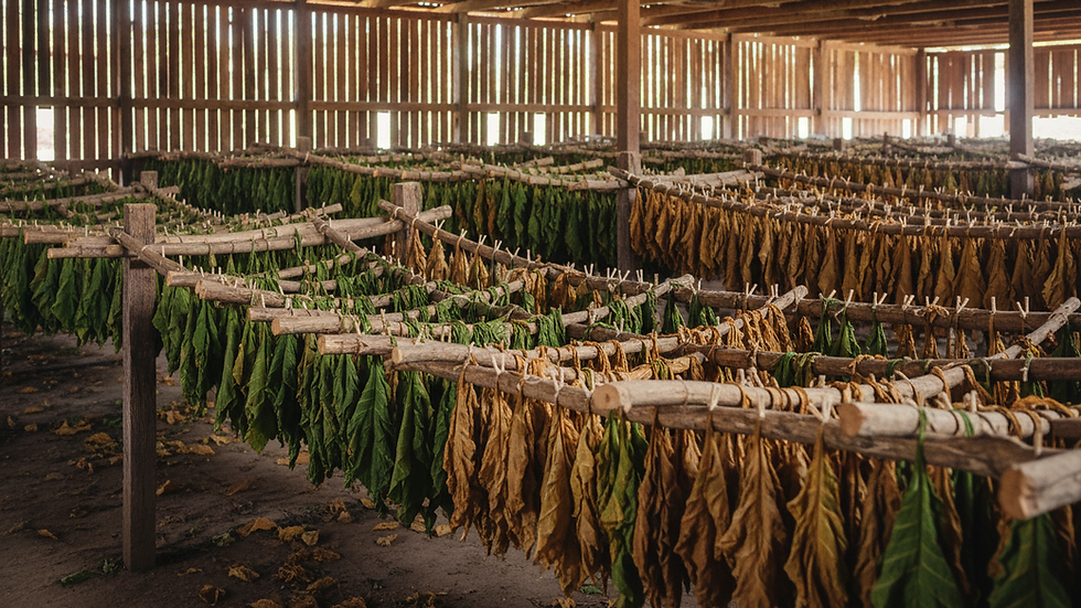 Eye-level view of tobacco leaves drying in a traditional barn