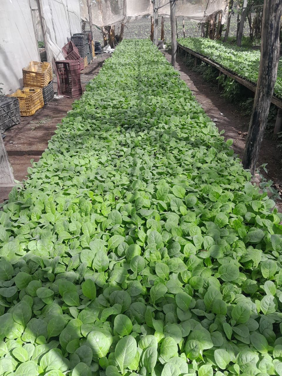 Exploring Premium Tobacco Manufacturing Processes