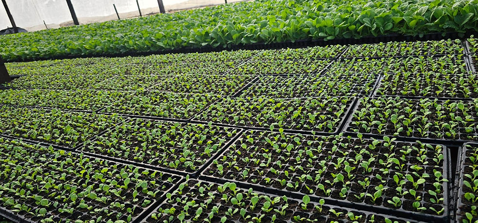 Farm Field of Tobacco