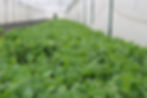 Tobacco Seeds Sprouting