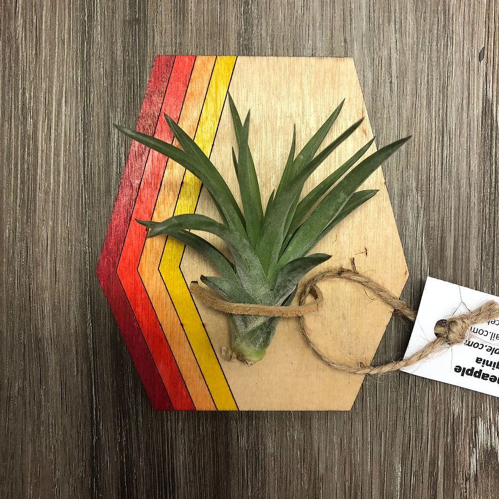 Thumbnail: Retro Wooden Air Plant Holder