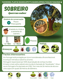 Sobreiro