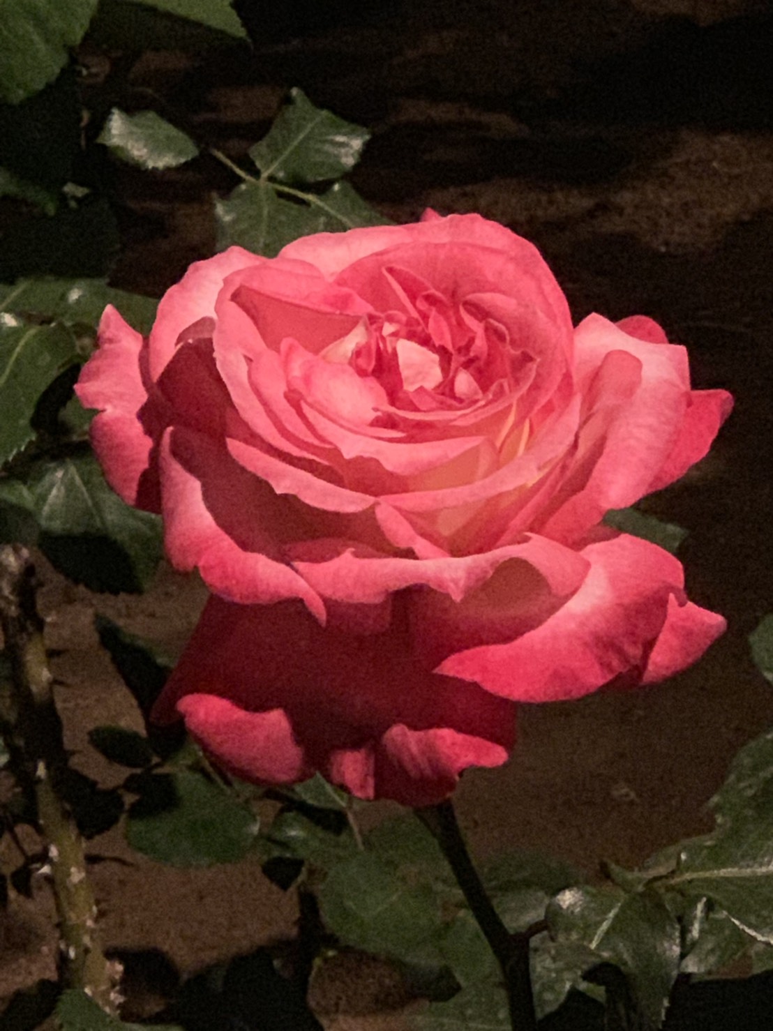 執筆者の写真: Liz