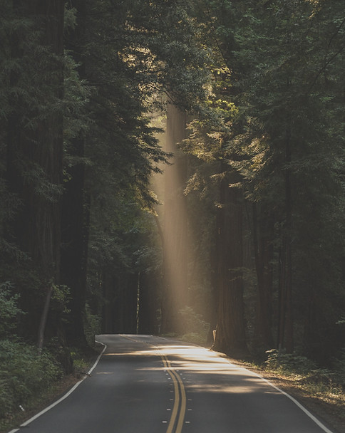 forest image for therapy in petaluma