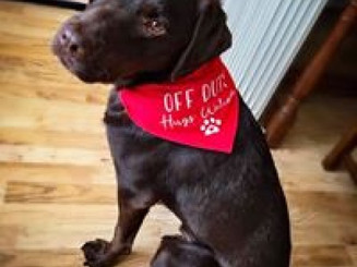 Bandana b.jpg