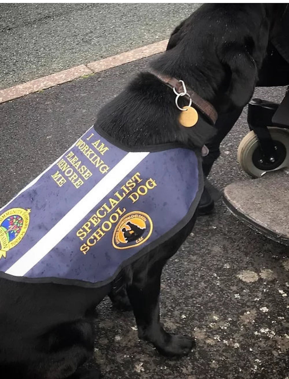 Thumbnail: Custom Embroidered Therapy Dog Vest