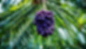 Acai-Origin-1024x585.jpg