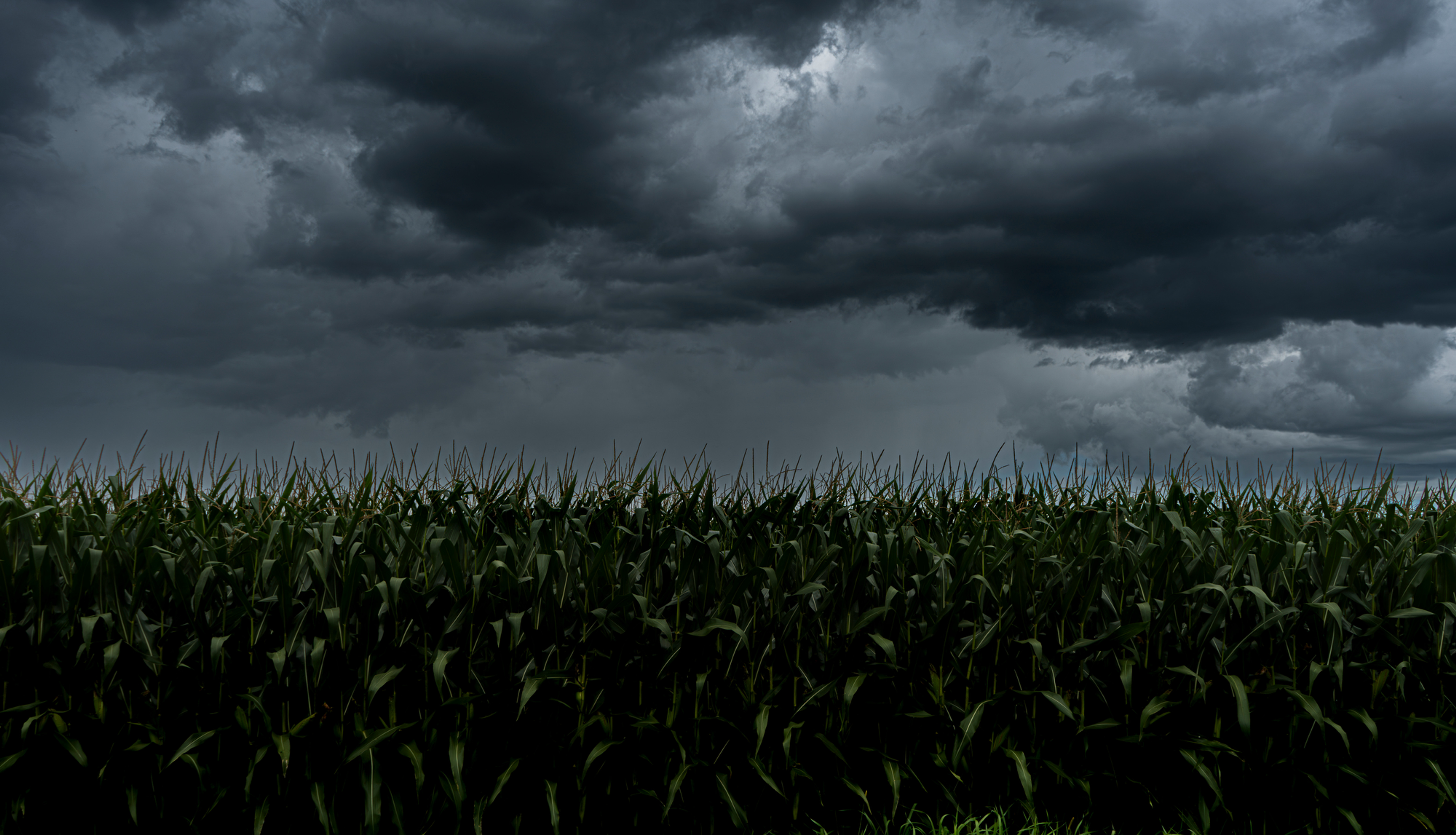 Corn Field Under Grumpy Sky