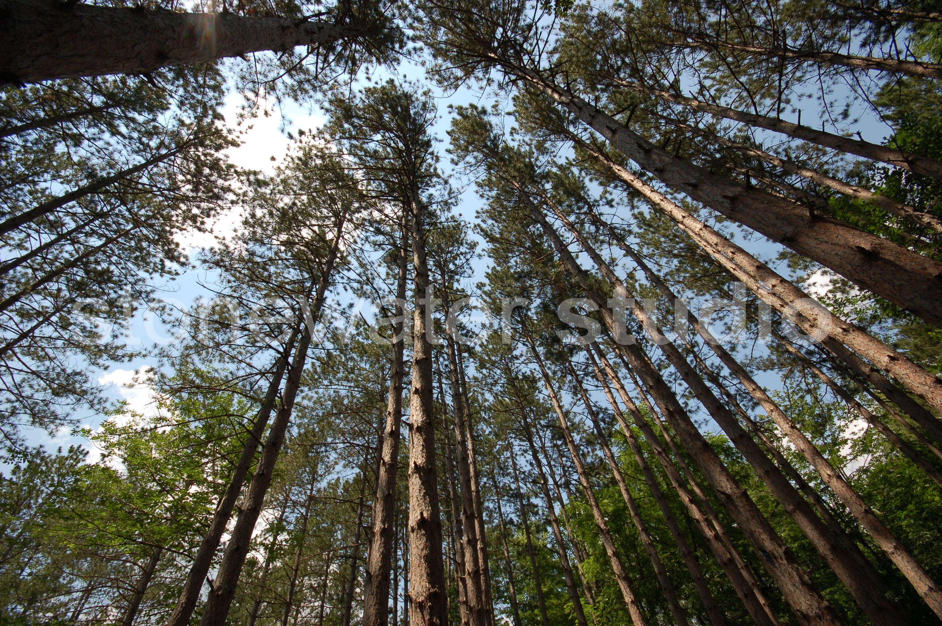 treetop