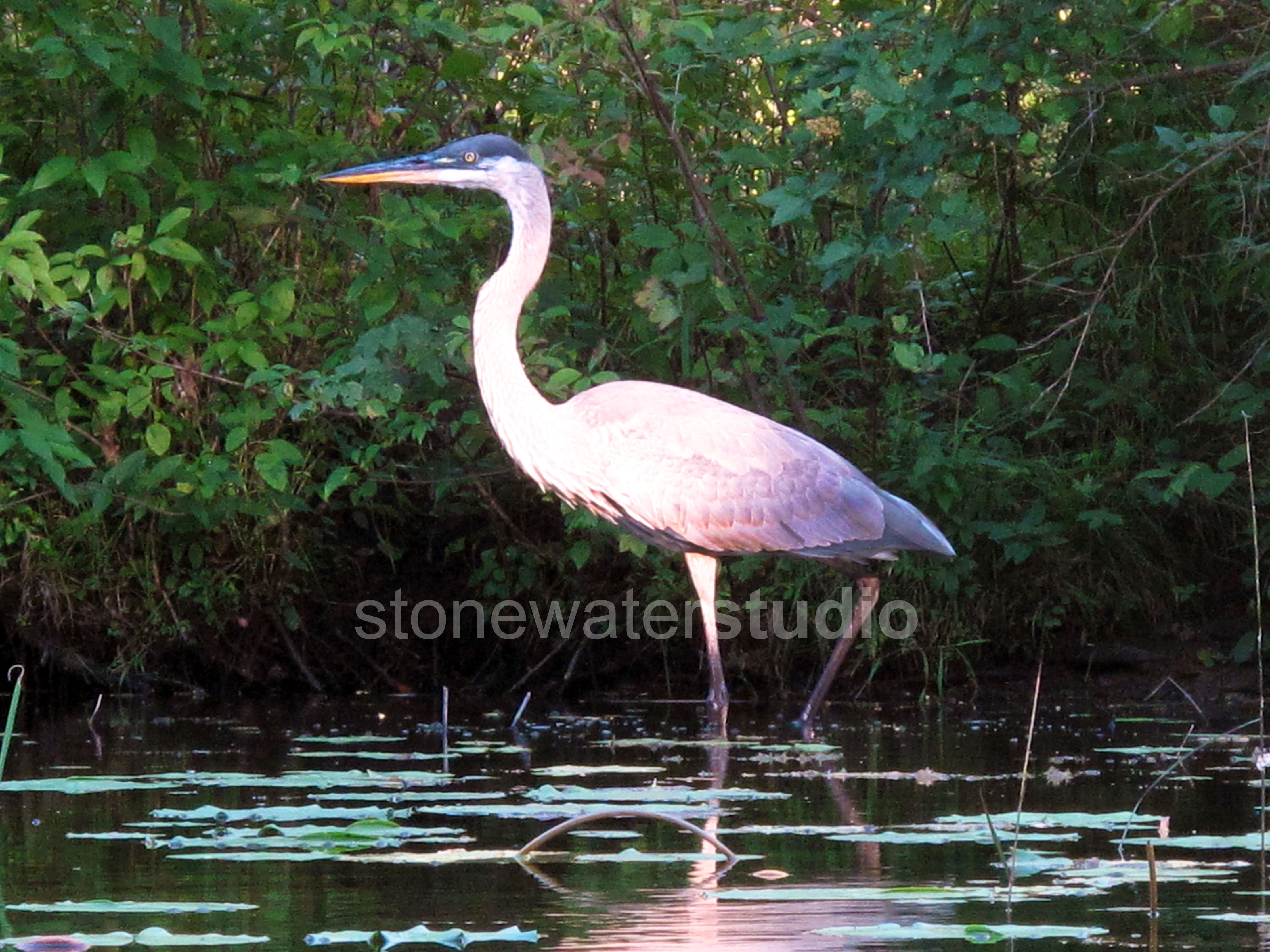 Heron