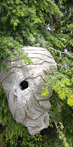 Nest In Tree