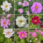 Mixed Cosmos Seeds