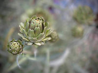 ארטישוק בגינה 2.jpeg