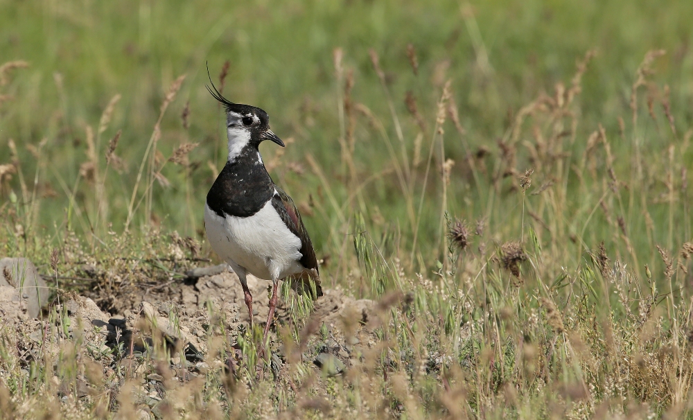 чибис дзержинск. магазин чибис кемерово. чибис дзержинск. чибис дзержинск. чибис дзержинск.