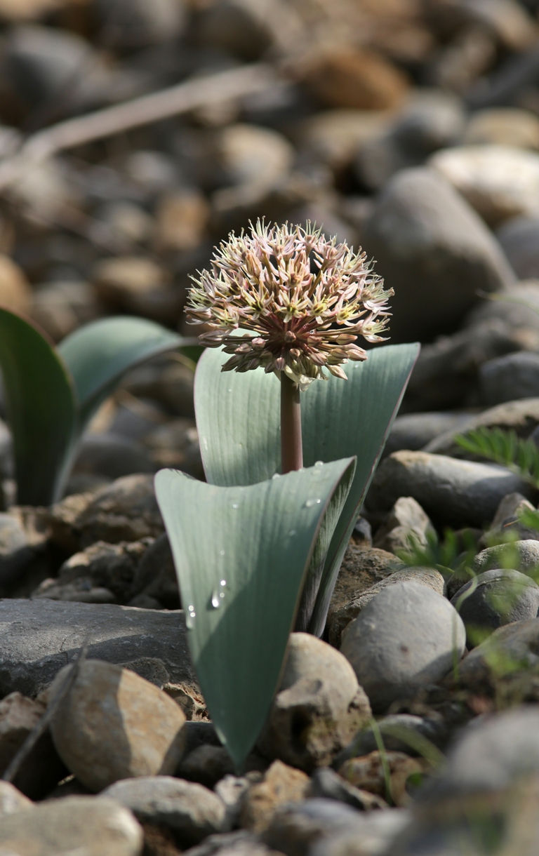 Allium karataviense