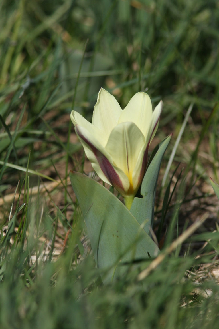 Tulipa berkariensis (51)