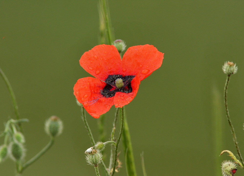 Мак-самосейка; мак павлиний; мак голостебельный;. Мак хакасский – papaver chakassicum. Мак восточный распберри куин. Ყაყაჩო papaver. Мак павлиний фото и описание.