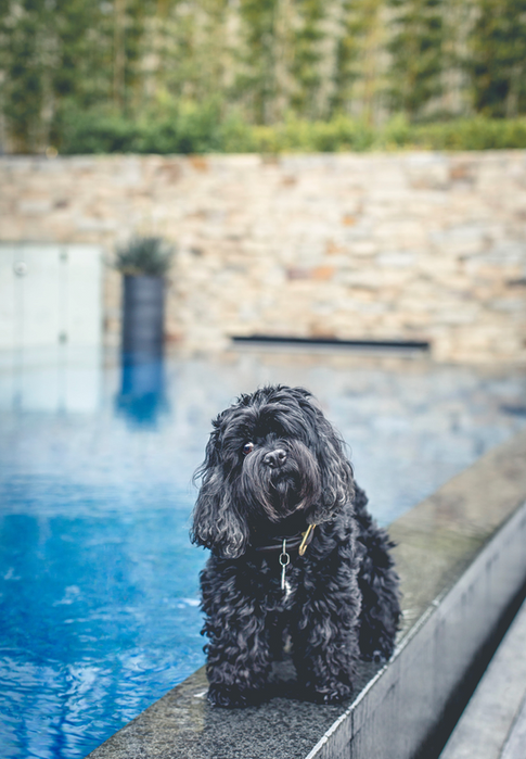 Dog photography Sydney. Suzanne Stevenson dog photography Sydney