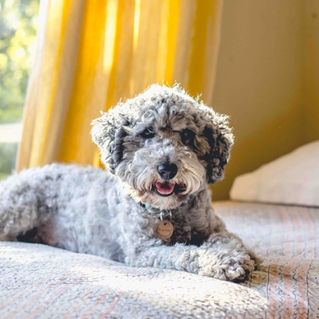 Small curly-haired grey dog lying on a bed.