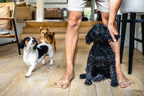 At home with Peter Alexander with his rescue dogs. Peter Alexander partner Tony Reynolds. Rescue Dogs On Doorsteps book. Suzanne Stevenson Photographer