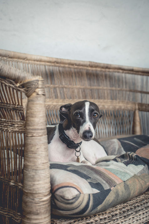 Dog photography by Suzanne Stevenson, professional photographer Sydney