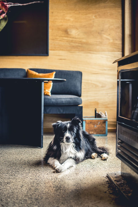 Dog photography Sydney. Suzanne Stevenson dog photography Sydney