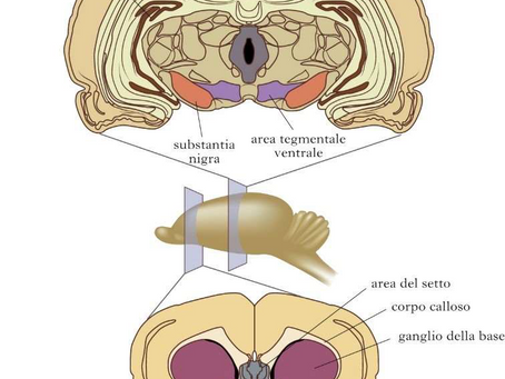 Disturbo Borderline e Disregolazione del Sistema degli Oppiodi endogeni