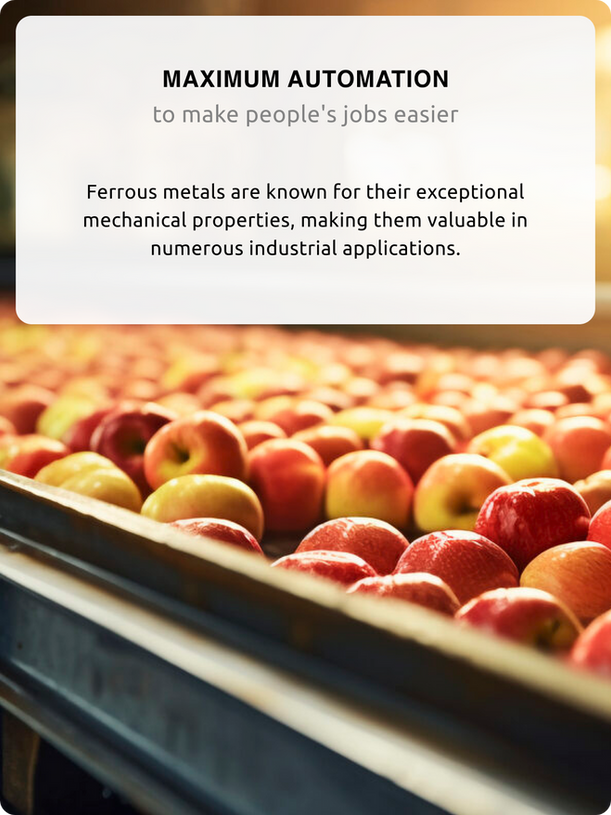 Maximum automation — apples on sorting conveyor.