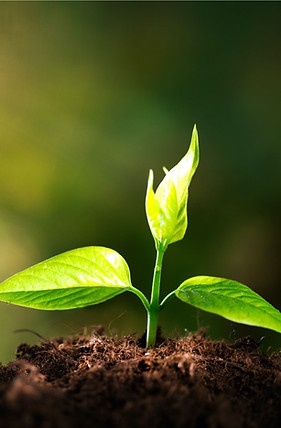 shutterstock_1187179831_edited_edited.jpg