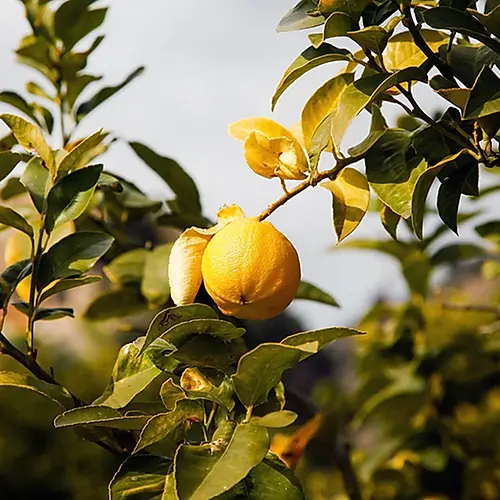 Peaches.webp