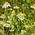 Classic and calming yellow flowers with a beautifully clean and floral flavor. Chamomile is our only caffeine-free tea base.