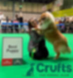 Riley BP Crufts
