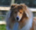 Bella head August 17_edited