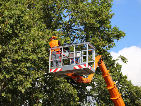 Recognizing the Relevance of Expert Tree Solutions