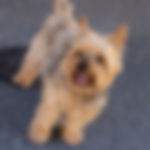 kerry the photographer dog photos.jpg
