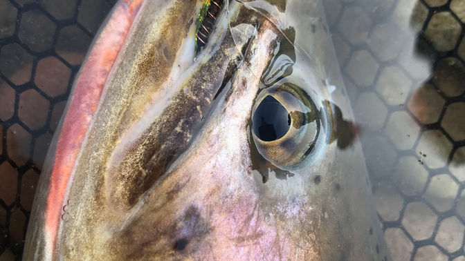 Rock Creek Fishing Report - April 14, 2022