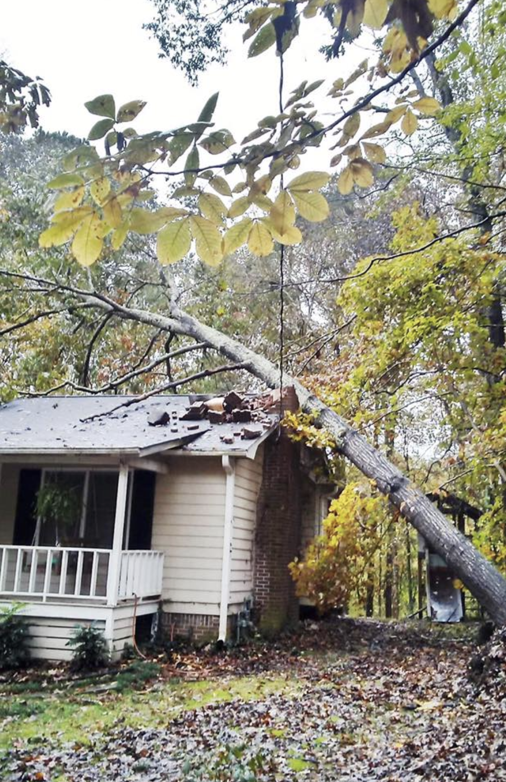 Patterson tree removal project