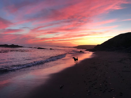 Places to Bring Your Dog in Sonoma County