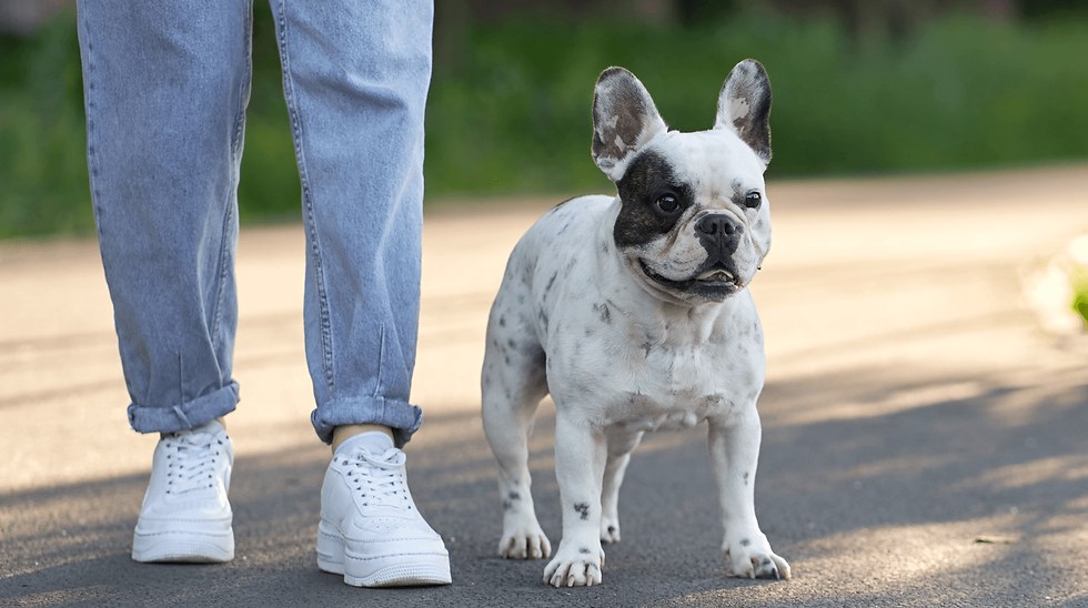 Gut Health: The Benefits of Probiotics for Dogs