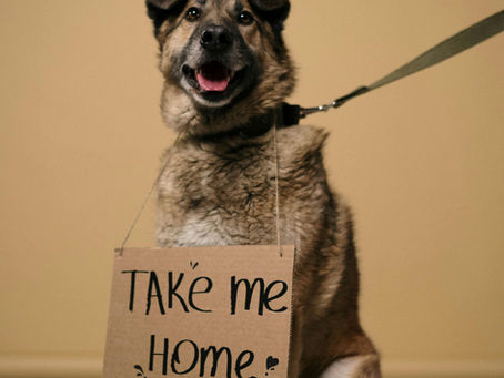 How Local Pet Owners Can Make a Real Difference for Shelter Pets