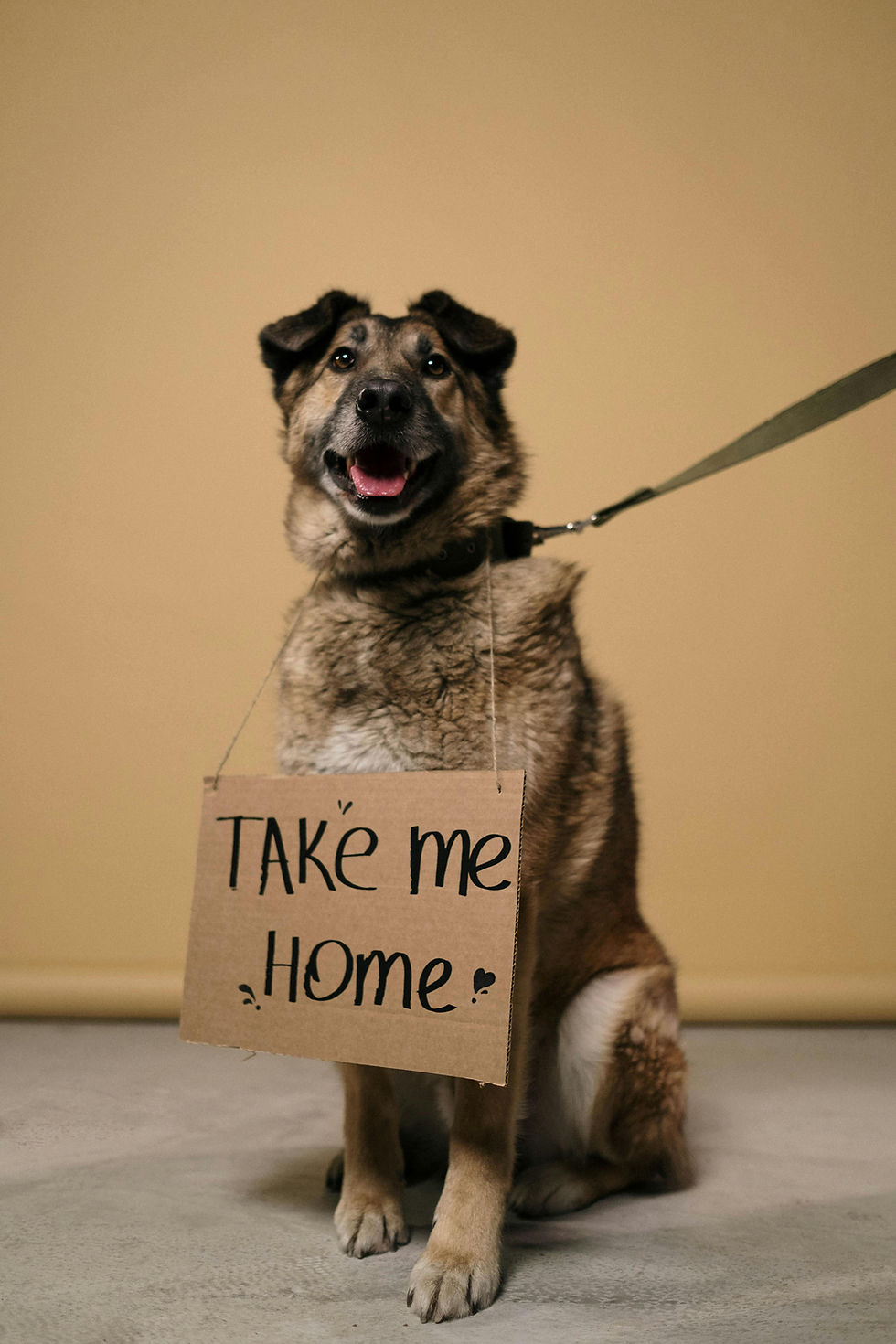 How Local Pet Owners Can Make a Real Difference for Shelter Pets