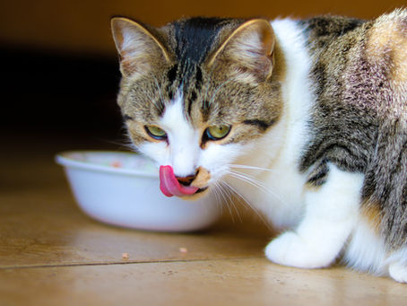 What Cat Food is Good for Kidney Problems?