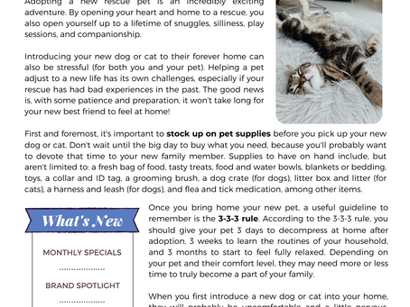 Pawsarotti's Post: Helping a New Rescue Pet (January 2023)