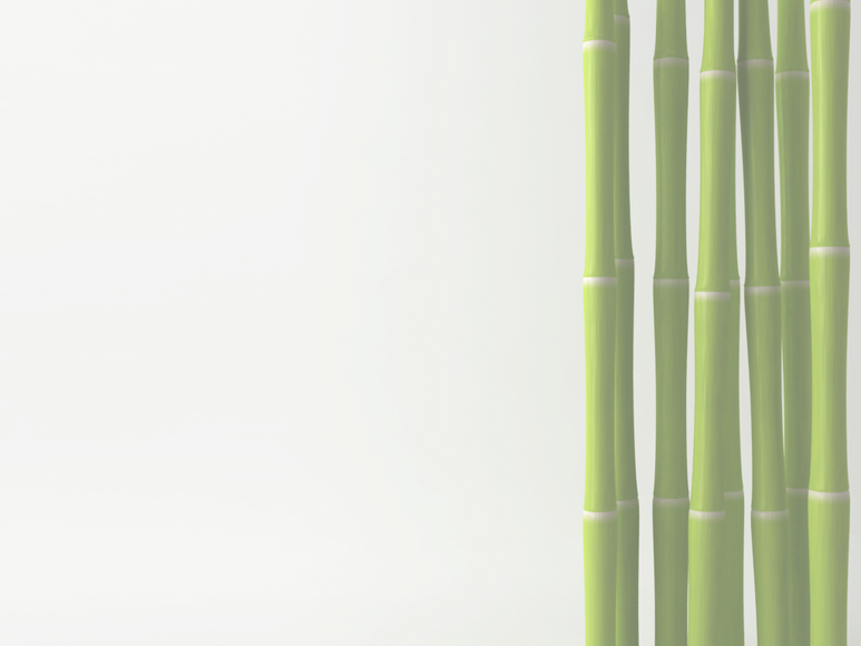 Bamboo 