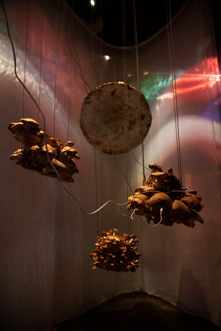 OYSTER MUSHROOM ORCHESTRA