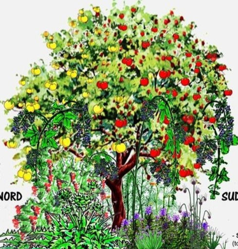 pommier vegetaux_edited.jpg