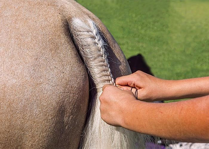 ESAHA Fall General meeting and Show Braiding Basics clinic with Mackenzie Perkins!