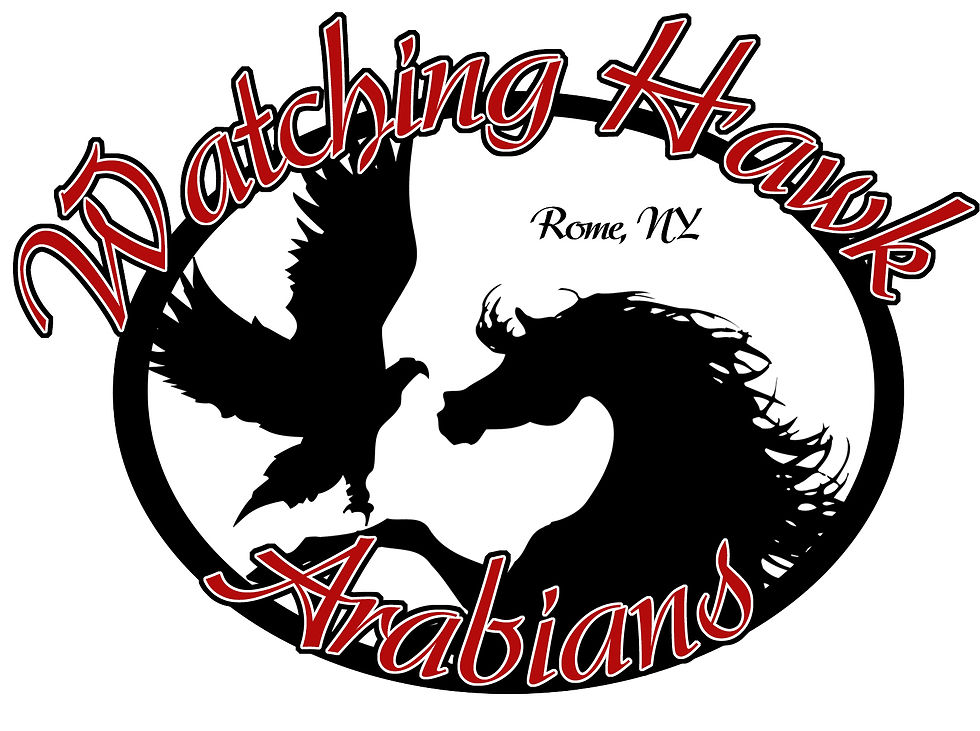 watching hawk