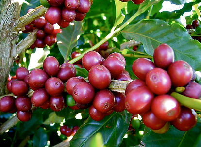 cacho de uvas maduras