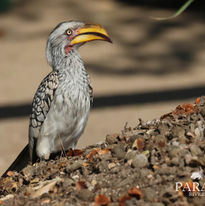 Southern Yellow-billed Hornbill